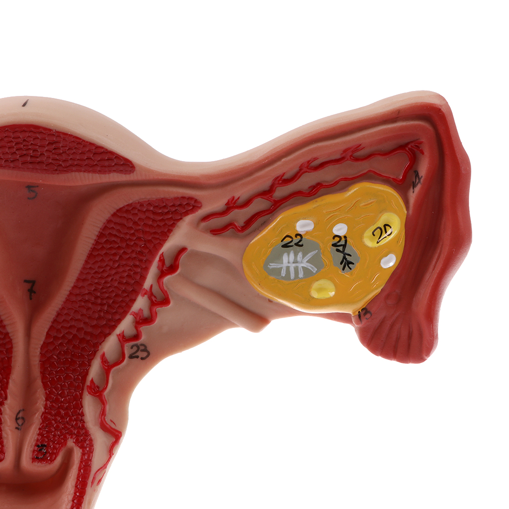 1:1 Lifesize Human Female Uterus Ovary Fallopian Tubes Model Anatomical Study Display with Ovary Fallopian Tubes Uterus, Vagina 1:1 Lifesize Human Female Uterus Ovary Fallopian Tubes Model Anatomical Study Display with Ovary Fallopian Tubes Uterus, Vagina