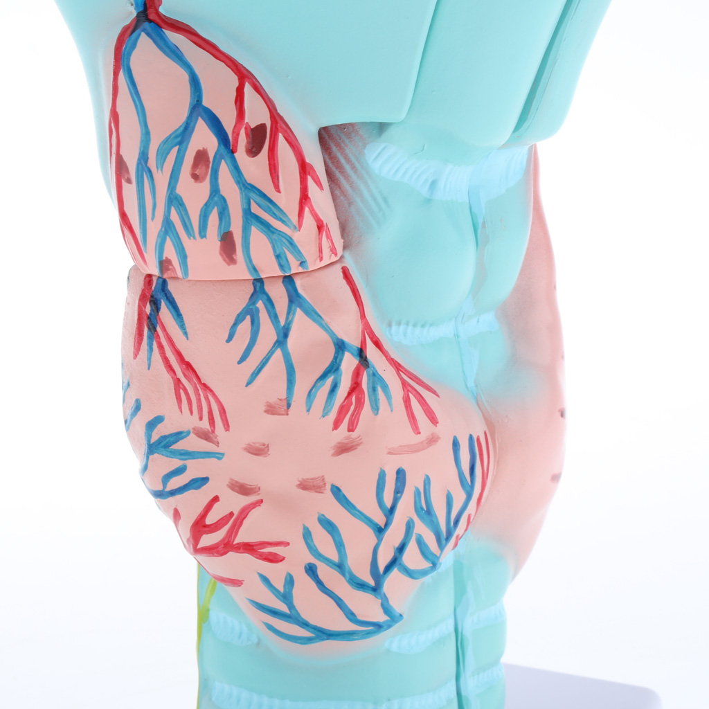 1piece Magnified Human Larynx Anatomical Model Anatomy Throat Model for Upper Airway Anatomy And Physiology Courses