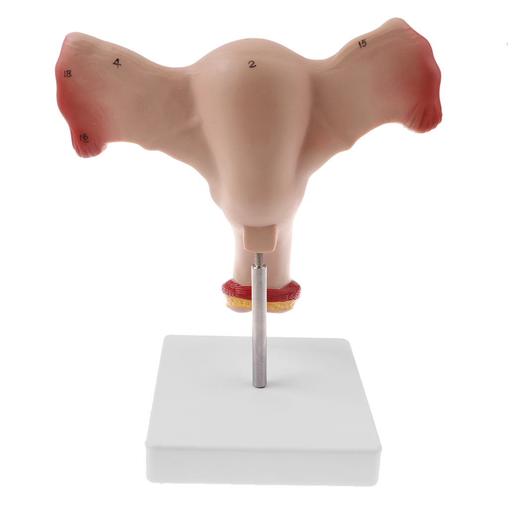 1:1 Lifesize Human Female Uterus Ovary Fallopian Tubes Model Anatomical Study Display with Ovary Fallopian Tubes Uterus, Vagina 1:1 Lifesize Human Female Uterus Ovary Fallopian Tubes Model Anatomical Study Display with Ovary Fallopian Tubes Uterus, Vagina