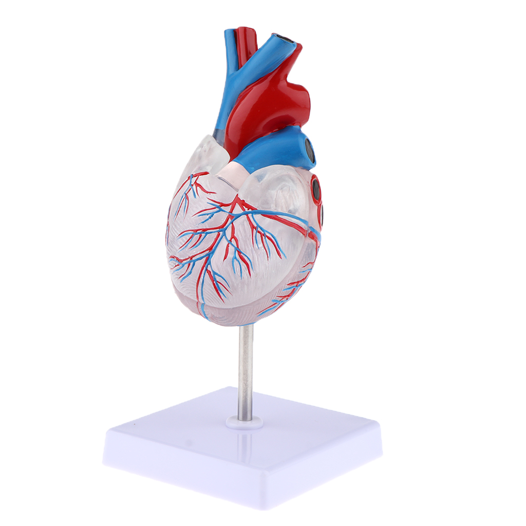 1:1 Life Size Educational Human Heart Anatomical Model PVC Clear Educational Human Heart Anatomical Model with Base