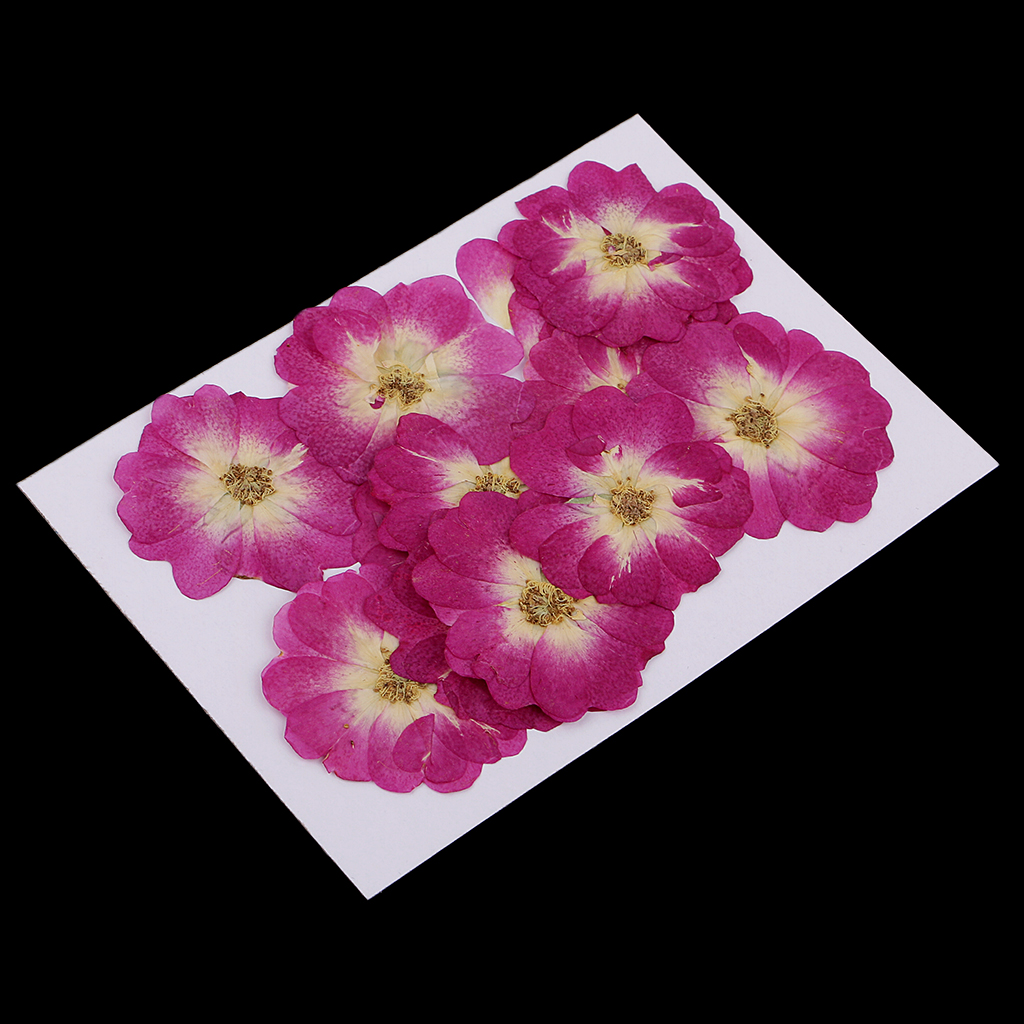 12x Natural Dried Flower Real Flower Chinese Rose for Kids Craft Card Making 12x Natural Dried Flower Real Flower Chinese Rose for Kids Craft Card Making