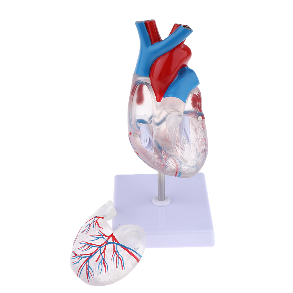 1:1 Life Size Educational Human Heart Anatomical Model PVC Clear Educational Human Heart Anatomical Model with Base