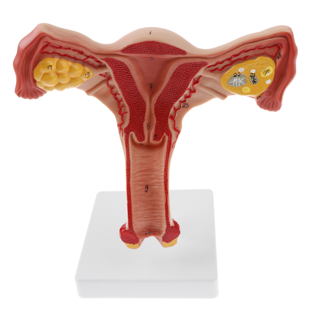 1:1 Lifesize Human Female Uterus Ovary Fallopian Tubes Model Anatomical Study Display with Ovary Fallopian Tubes Uterus, Vagina 1:1 Lifesize Human Female Uterus Ovary Fallopian Tubes Model Anatomical Study Display with Ovary Fallopian Tubes Uterus, Vagina
