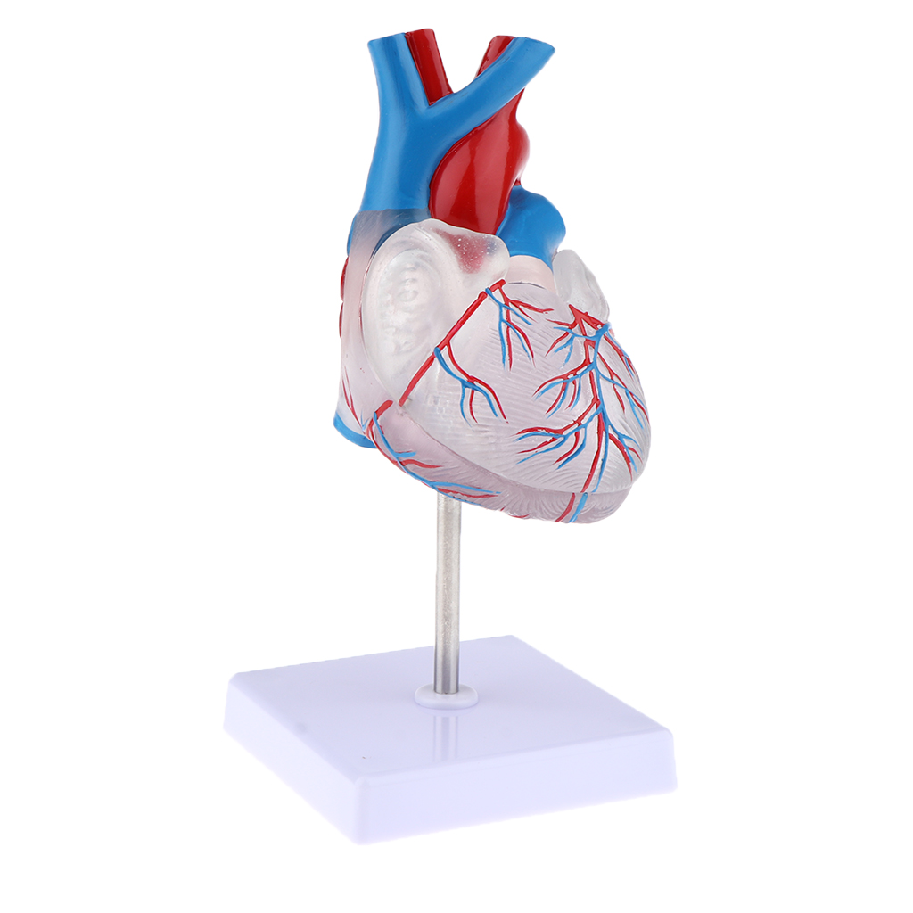 1:1 Life Size Educational Human Heart Anatomical Model PVC Clear Educational Human Heart Anatomical Model with Base
