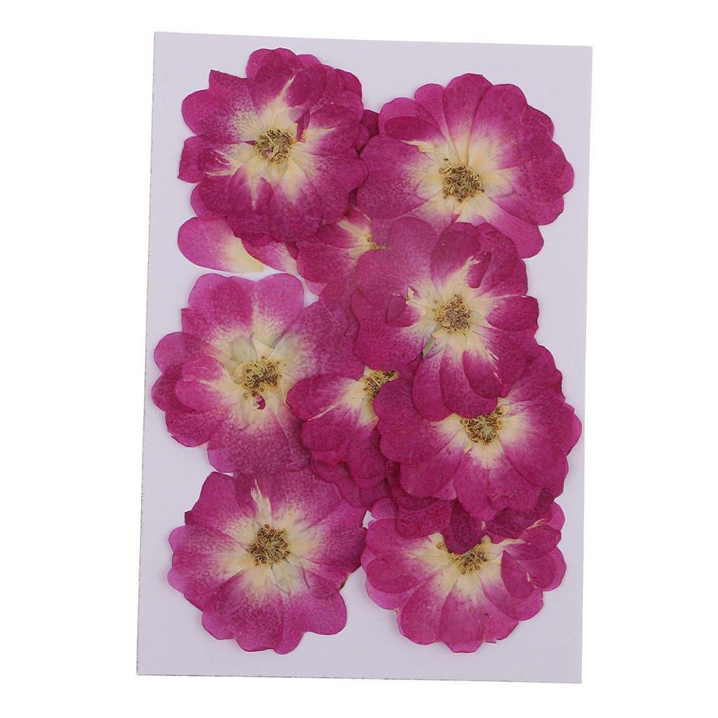 12x Natural Dried Flower Real Flower Chinese Rose for Kids Craft Card Making 12x Natural Dried Flower Real Flower Chinese Rose for Kids Craft Card Making