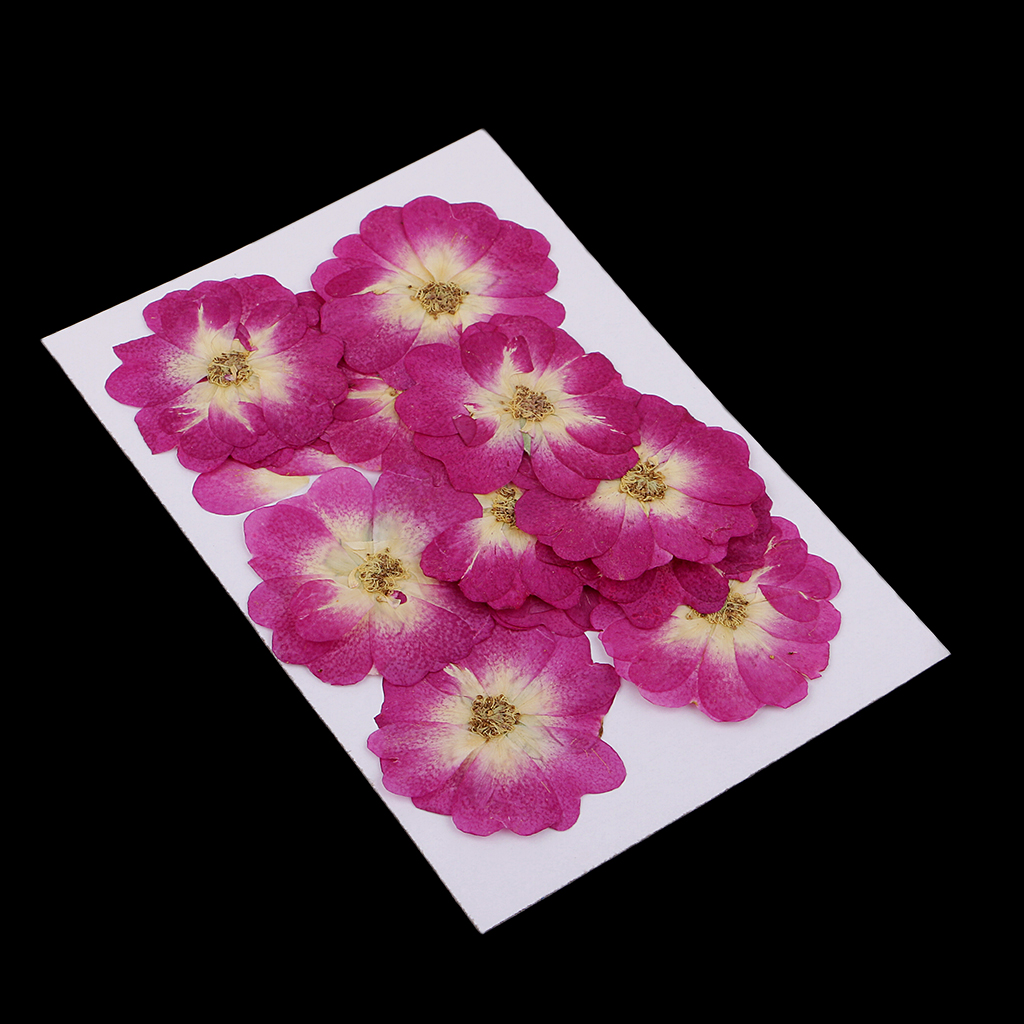 12x Natural Dried Flower Real Flower Chinese Rose for Kids Craft Card Making 12x Natural Dried Flower Real Flower Chinese Rose for Kids Craft Card Making
