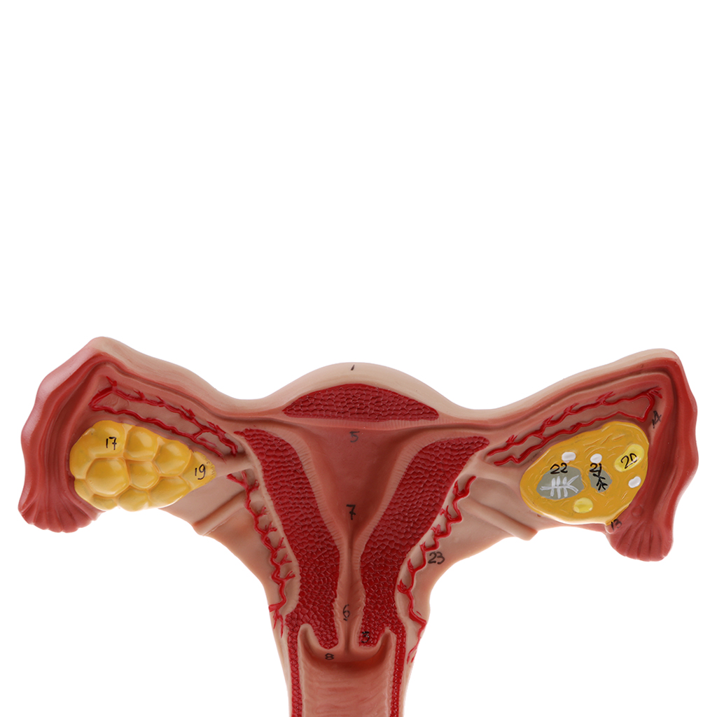 1:1 Lifesize Human Female Uterus Ovary Fallopian Tubes Model Anatomical Study Display with Ovary Fallopian Tubes Uterus, Vagina 1:1 Lifesize Human Female Uterus Ovary Fallopian Tubes Model Anatomical Study Display with Ovary Fallopian Tubes Uterus, Vagina