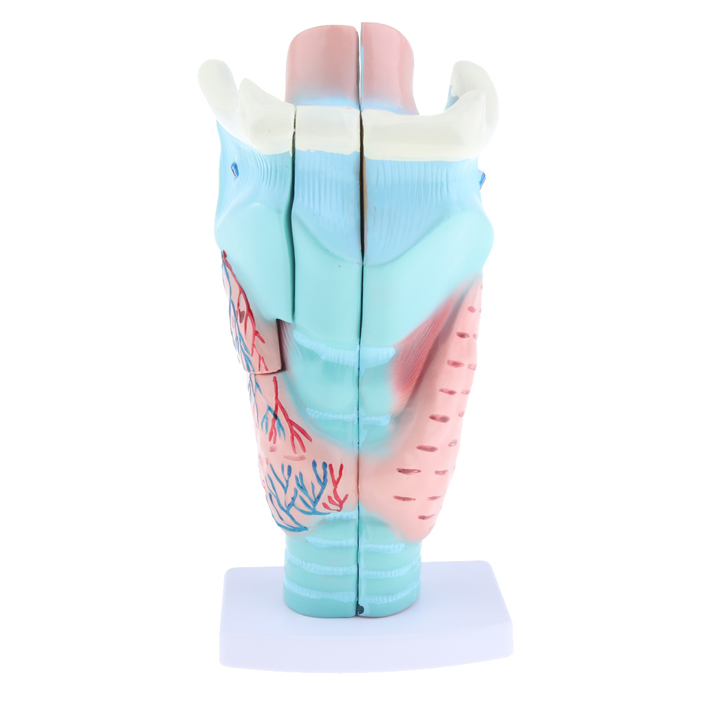 1piece Magnified Human Larynx Anatomical Model Anatomy Throat Model for Upper Airway Anatomy And Physiology Courses
