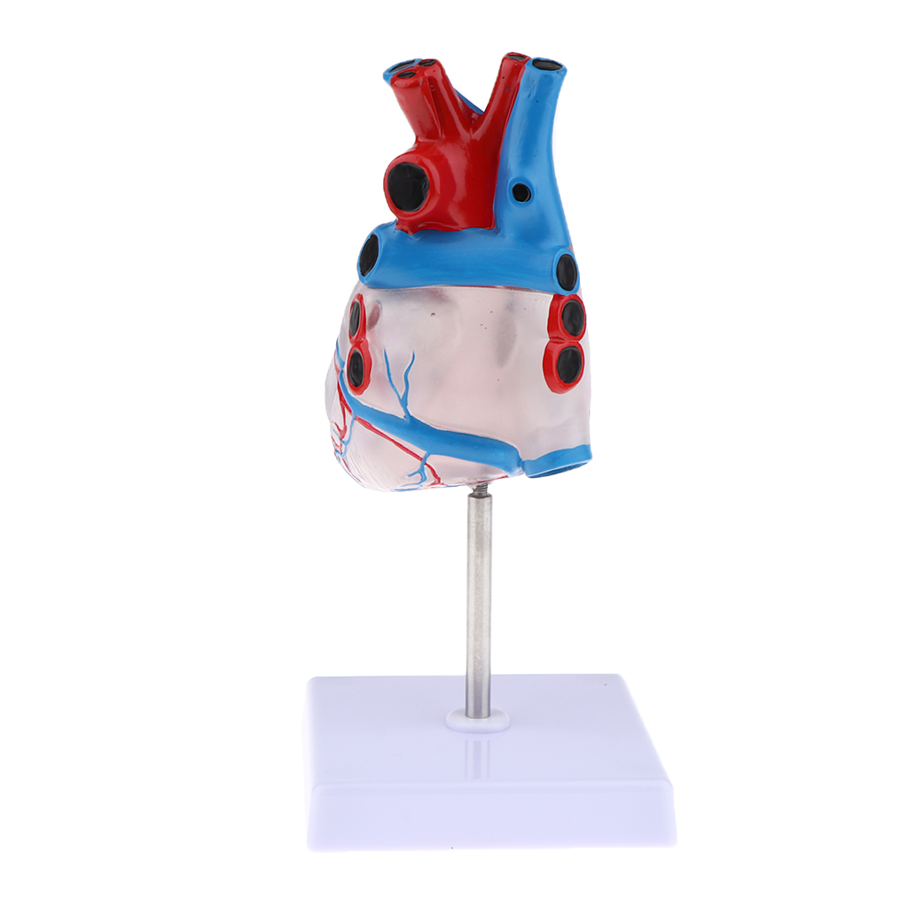 1:1 Life Size Educational Human Heart Anatomical Model PVC Clear Educational Human Heart Anatomical Model with Base