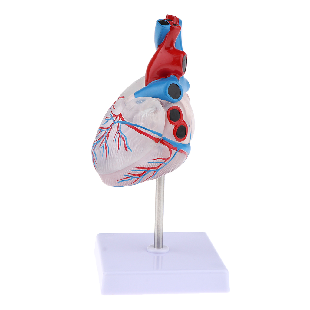 1:1 Life Size Educational Human Heart Anatomical Model PVC Clear Educational Human Heart Anatomical Model with Base