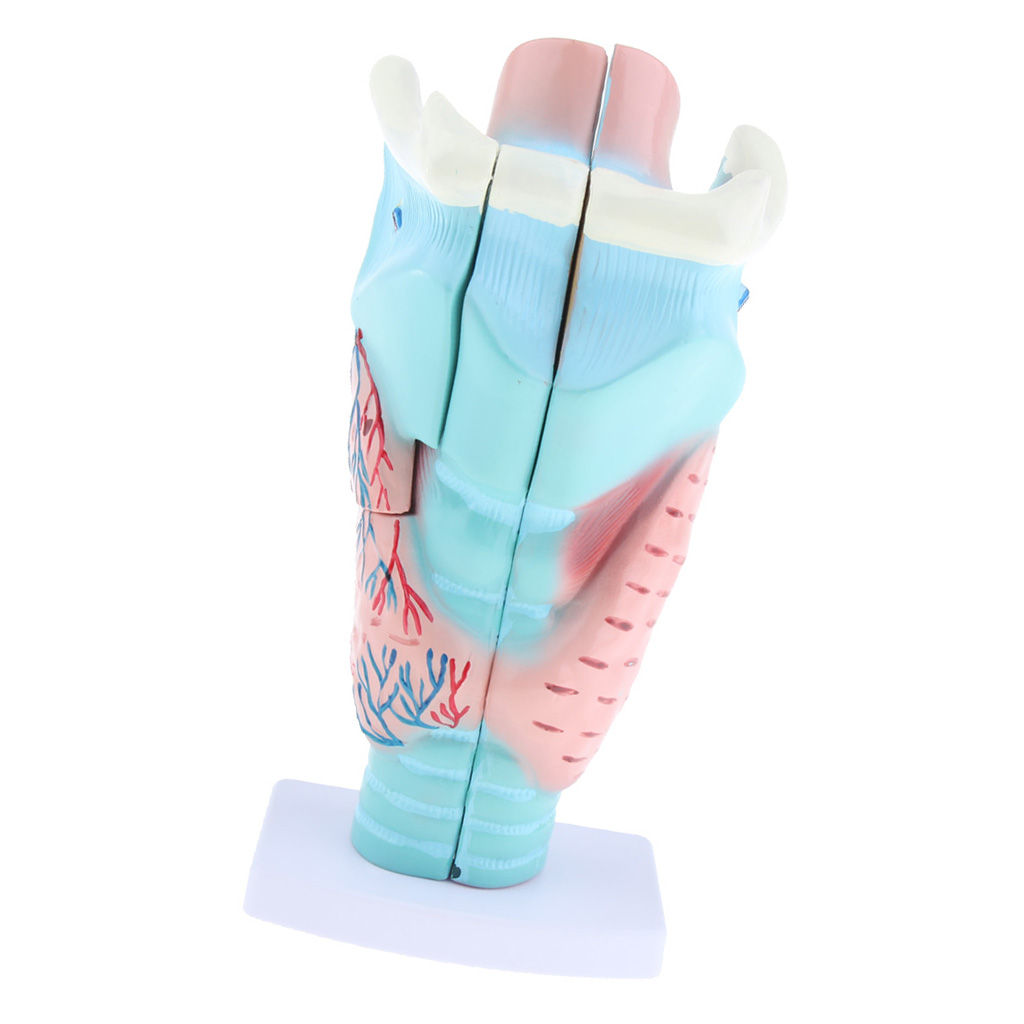 1piece Magnified Human Larynx Anatomical Model Anatomy Throat Model for Upper Airway Anatomy And Physiology Courses