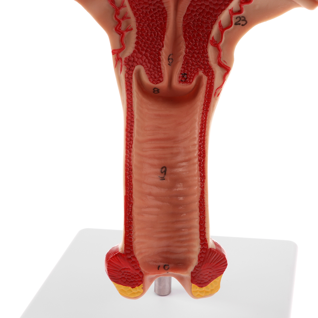1:1 Lifesize Human Female Uterus Ovary Fallopian Tubes Model Anatomical Study Display with Ovary Fallopian Tubes Uterus, Vagina 1:1 Lifesize Human Female Uterus Ovary Fallopian Tubes Model Anatomical Study Display with Ovary Fallopian Tubes Uterus, Vagina
