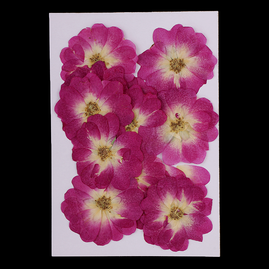 12x Natural Dried Flower Real Flower Chinese Rose for Kids Craft Card Making 12x Natural Dried Flower Real Flower Chinese Rose for Kids Craft Card Making