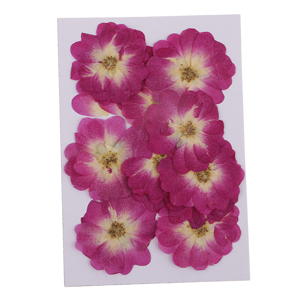 12x Natural Dried Flower Real Flower Chinese Rose for Kids Craft Card Making 12x Natural Dried Flower Real Flower Chinese Rose for Kids Craft Card Making