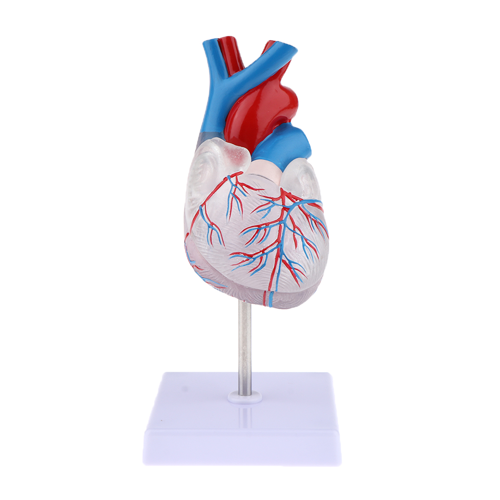 1:1 Life Size Educational Human Heart Anatomical Model PVC Clear Educational Human Heart Anatomical Model with Base