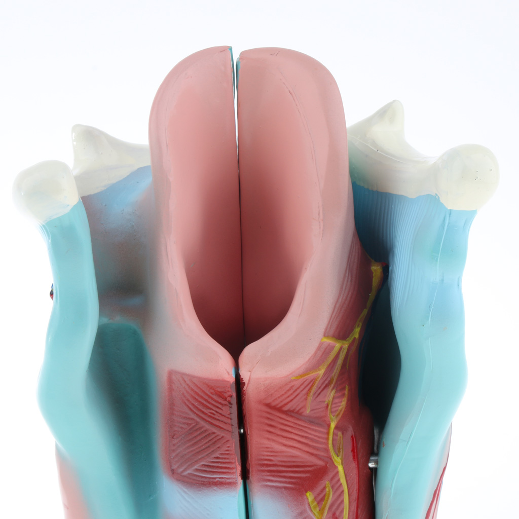 1piece Magnified Human Larynx Anatomical Model Anatomy Throat Model for Upper Airway Anatomy And Physiology Courses