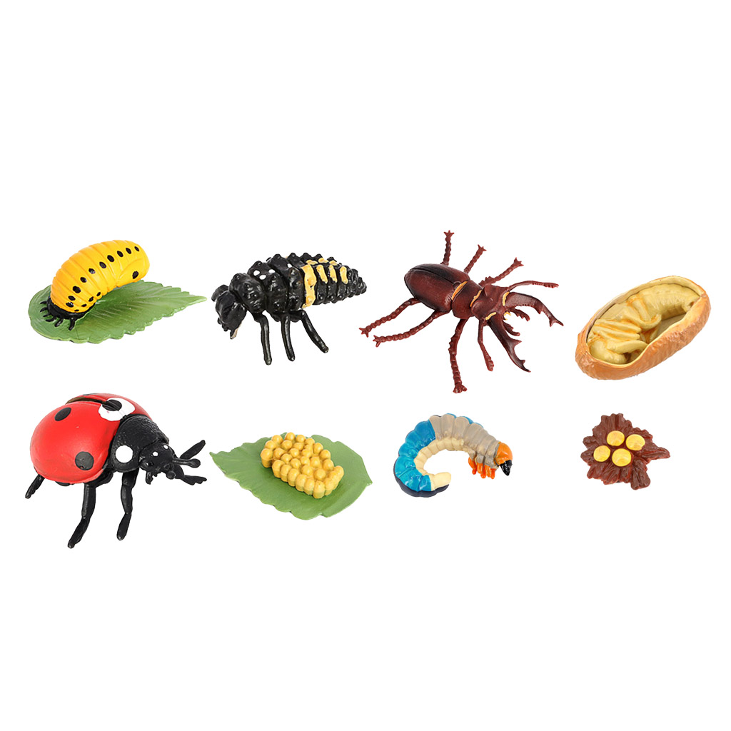 Life Cycle of A Insect - Includes Egg, Larva, , And Insect Educational