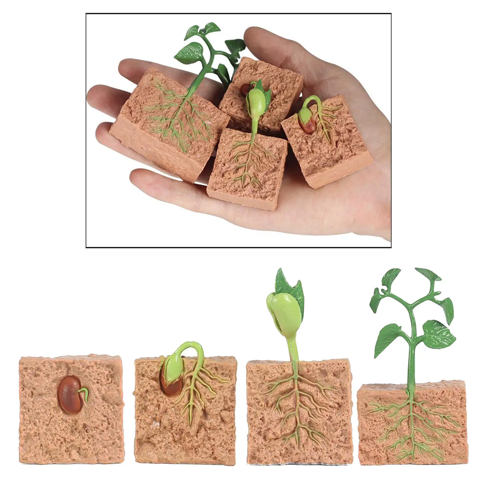 Life Cycle of a Soybeans SeedsNature Plants Life Cycles Growth Model Game PropSimulation Plants Natural Education Toy