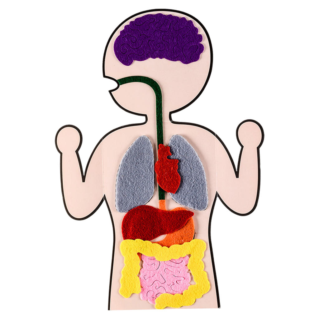 DIY Human Organ Cognition Enlightenment Teaching Aid Preschool Science Early Learning for Christmas Present Gifts Baby Toddlers