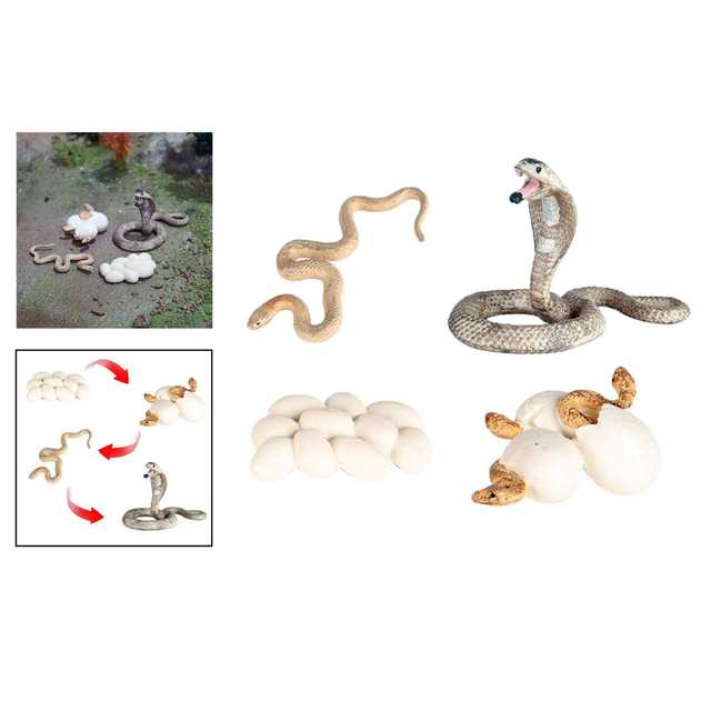  Growth Life Cycle Early Education Learning Imagination Toys Role Play