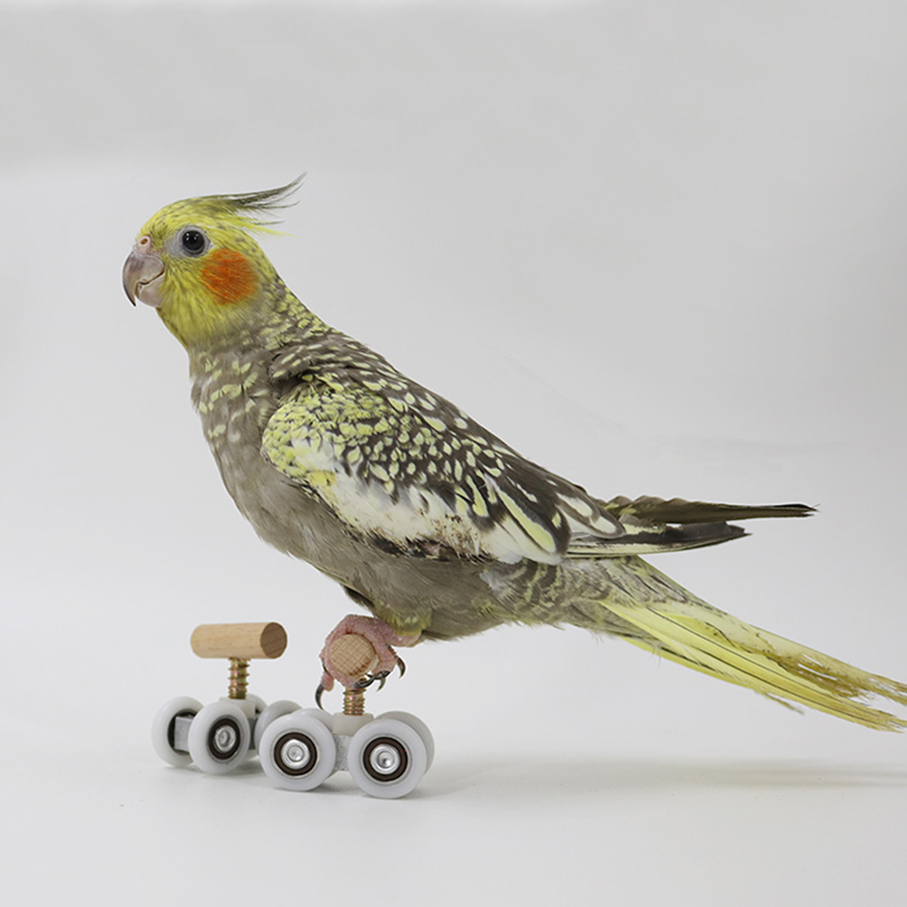 Pet Playground Tabletop Parrot Roller Ice Skates Toys Bird Play Gym Foot Toy