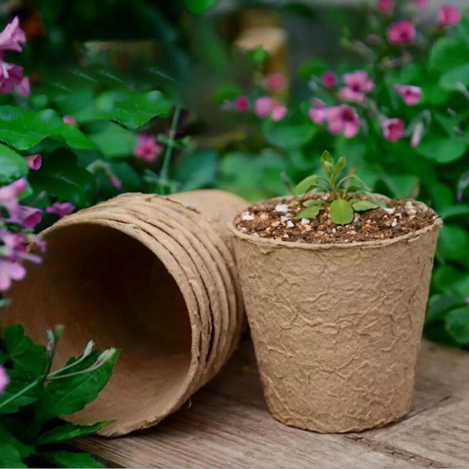 50Pcs Biodegradable Round Paper Peat Pots Seedlings Seed Starter Nursery Cup Seed Germination Plant Pots Kit