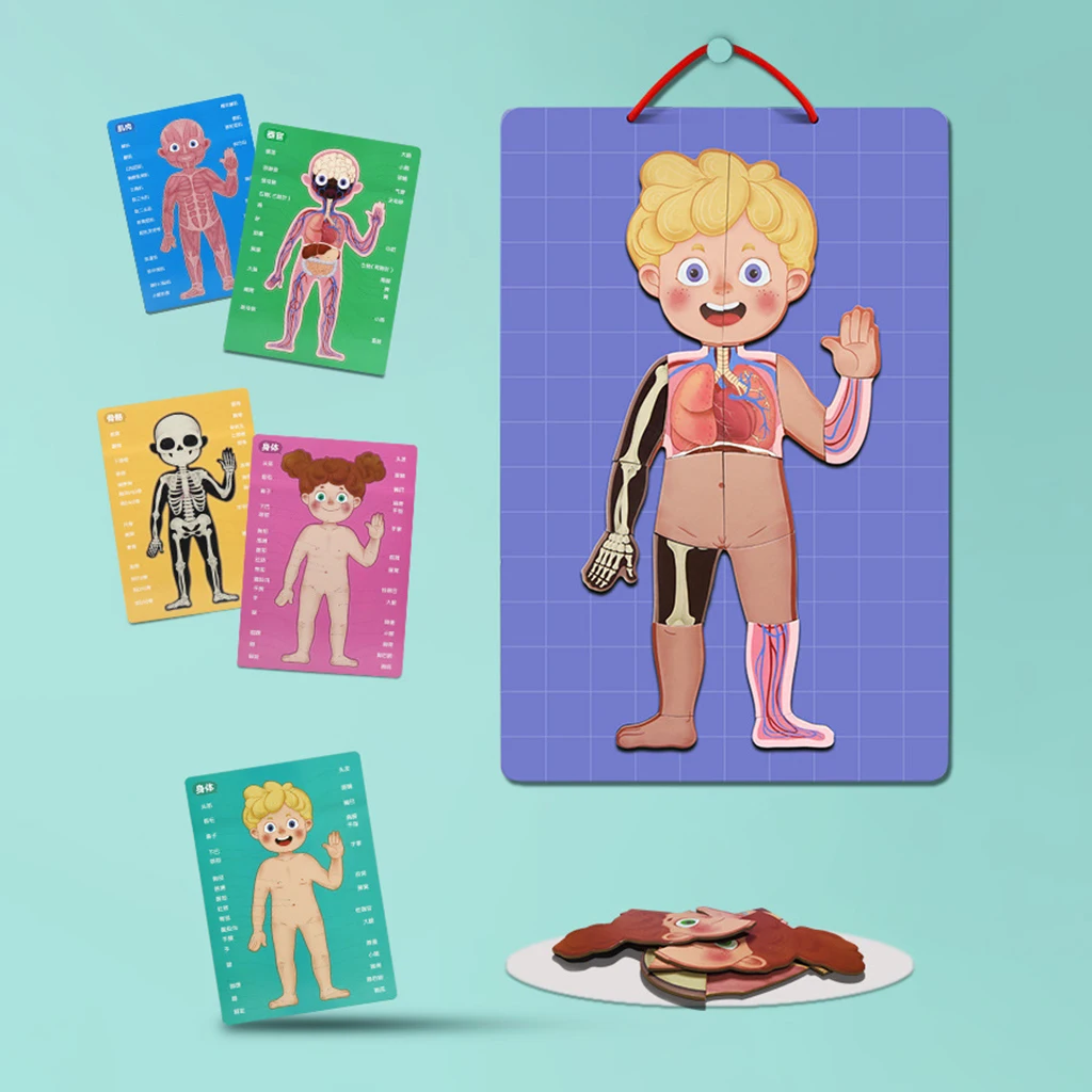 Magnetic Human Body Puzzle Anatomy Play Set Educational Toy Body Puzzles Magnetic Human Body Puzzle Anatomy Play Set Educational Toy Body Puzzles