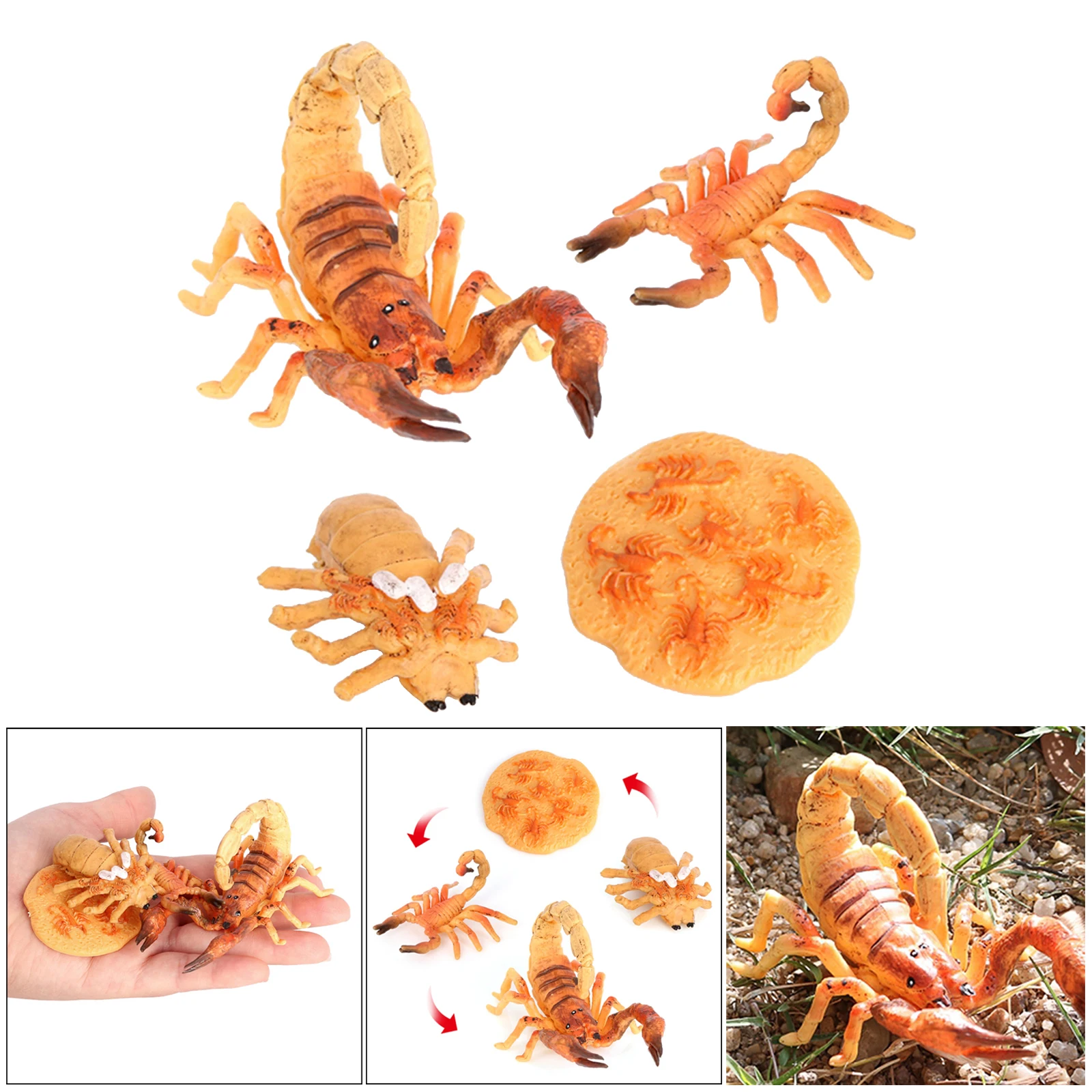 Kids Simulation Scorpion Life Cycle Model Action Toy & Preschool Prop Yellow