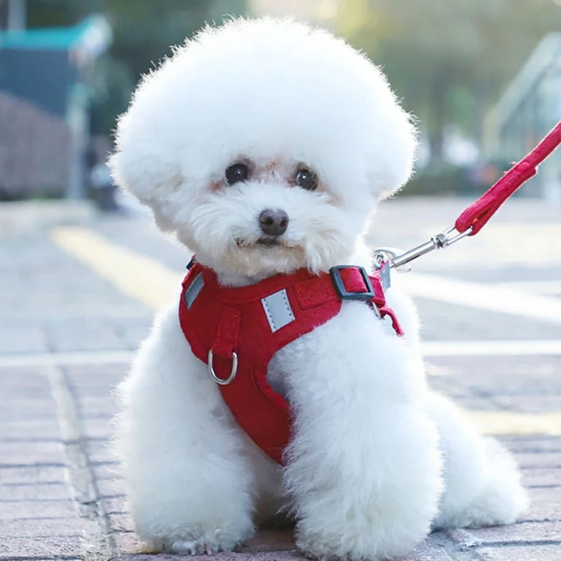 Un perro pequeño de color blanco con un pelaje esponjoso, probablemente de una raza como un Bichón Frisé o un Maltés. El perro lleva un arnés rojo y está atado a una correa, lo que sugiere que lo están paseando o sacando a pasear.