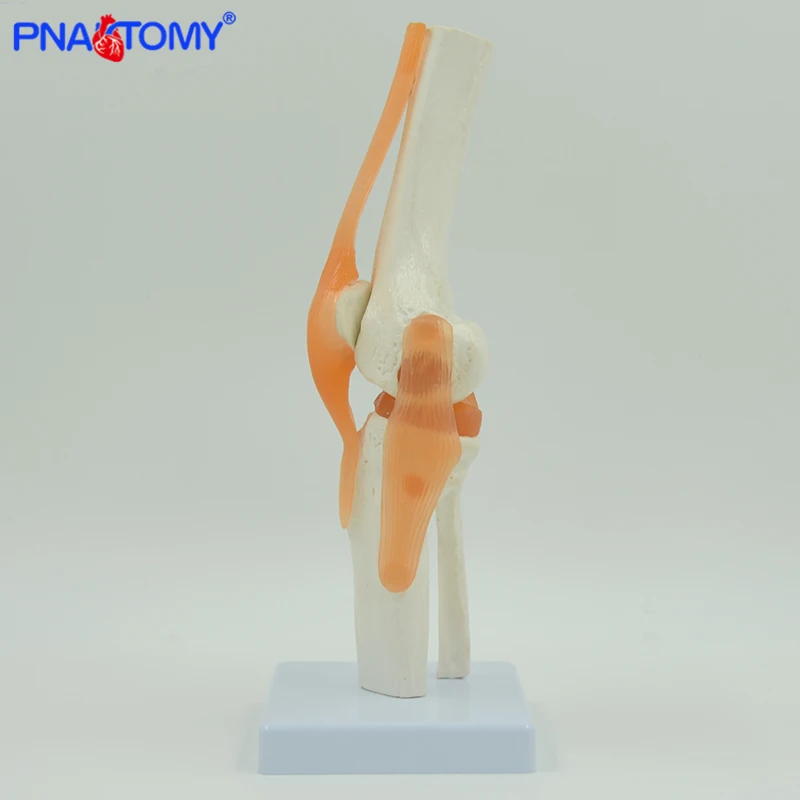 tíbia e fíbula osso anatomia modelo de ensino médico presente