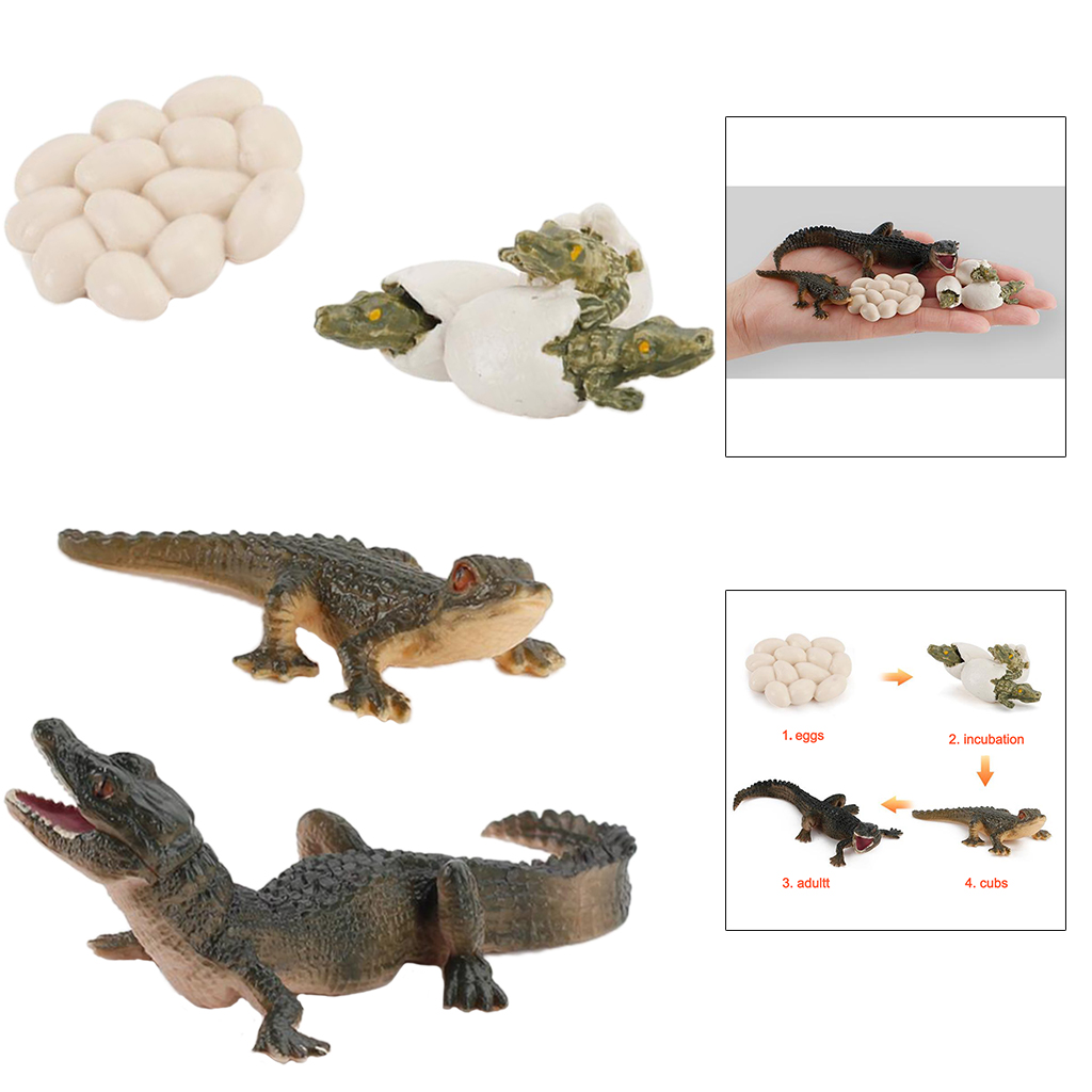 Life Cycle Alligator Figures Child Education Toys Teaching Aids Themed Party