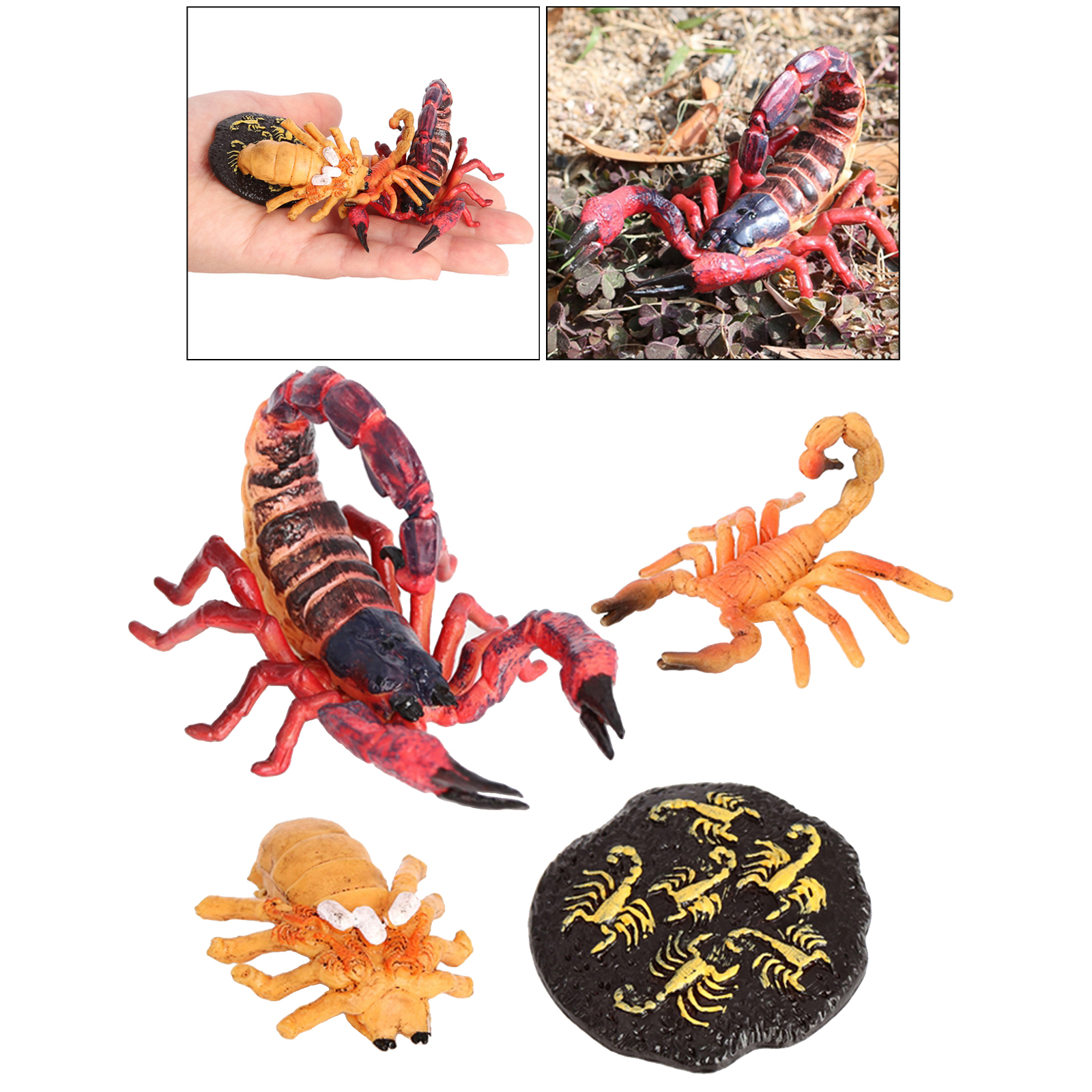 Kids Scorpion Life Cycle Set Model Toy Figures Learning Children`s Toys Red