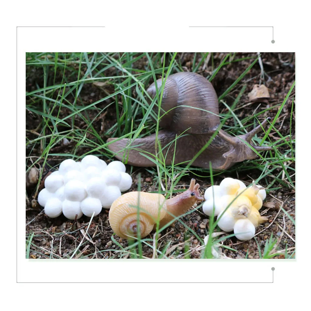 PVC Realistic Snail Growth Life Cycle Figure Kids Learning Education Science Toy