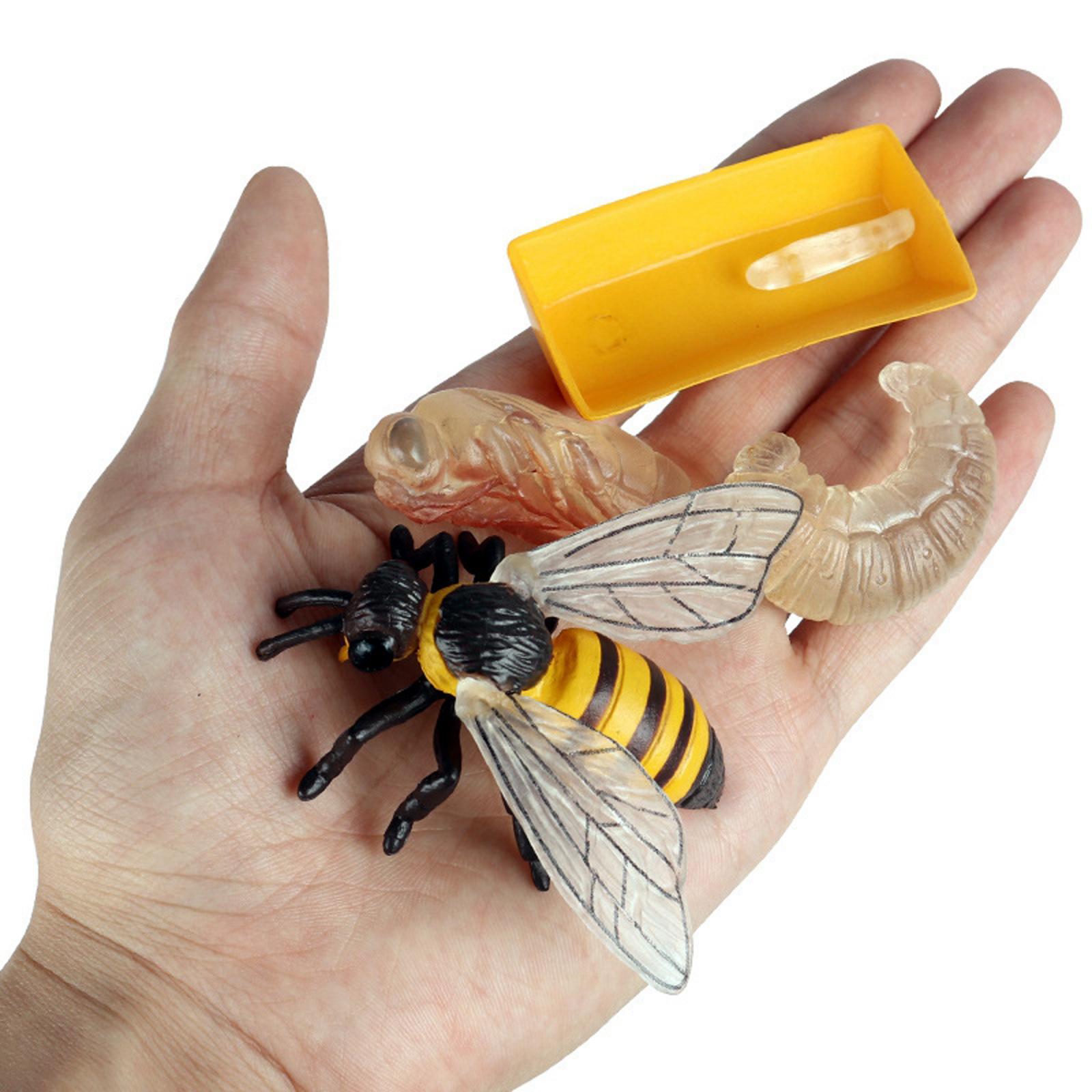 Nature Insect Bee Lore Life Cycle - 4 Pcs Insect Figure Shows Life of Bee - Kids Learning Play Toys