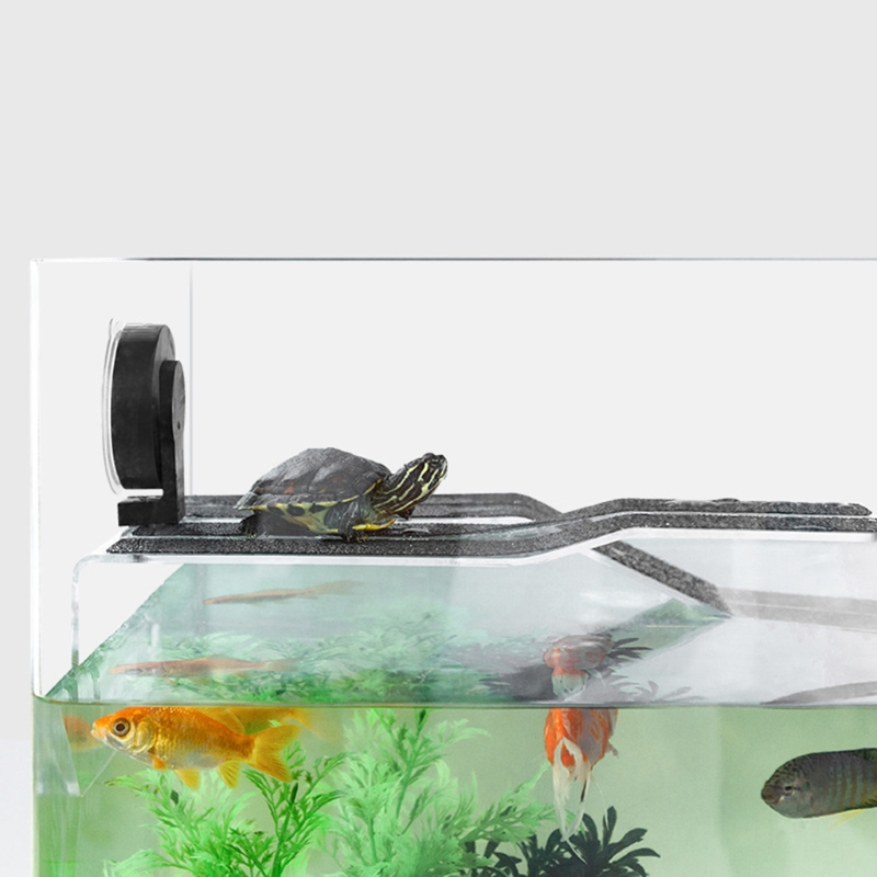 Pequena tartaruga plataforma basking estreito pendurado tartaruga
