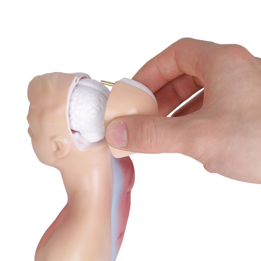 11'' Human Torso Body Organ Anatomy Anatomical Model  School Learn