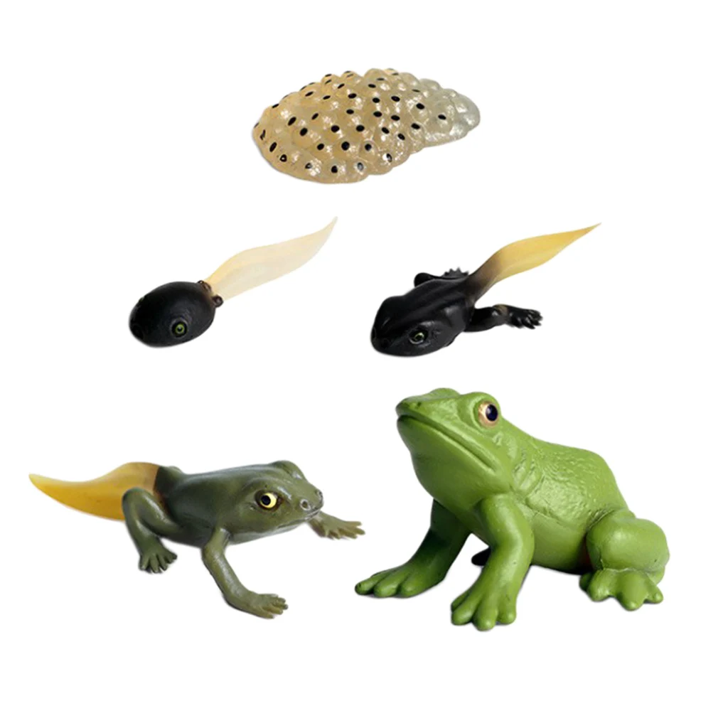 Learning Realistic Frog Growth Process Figures Toy Set Models Play Set
