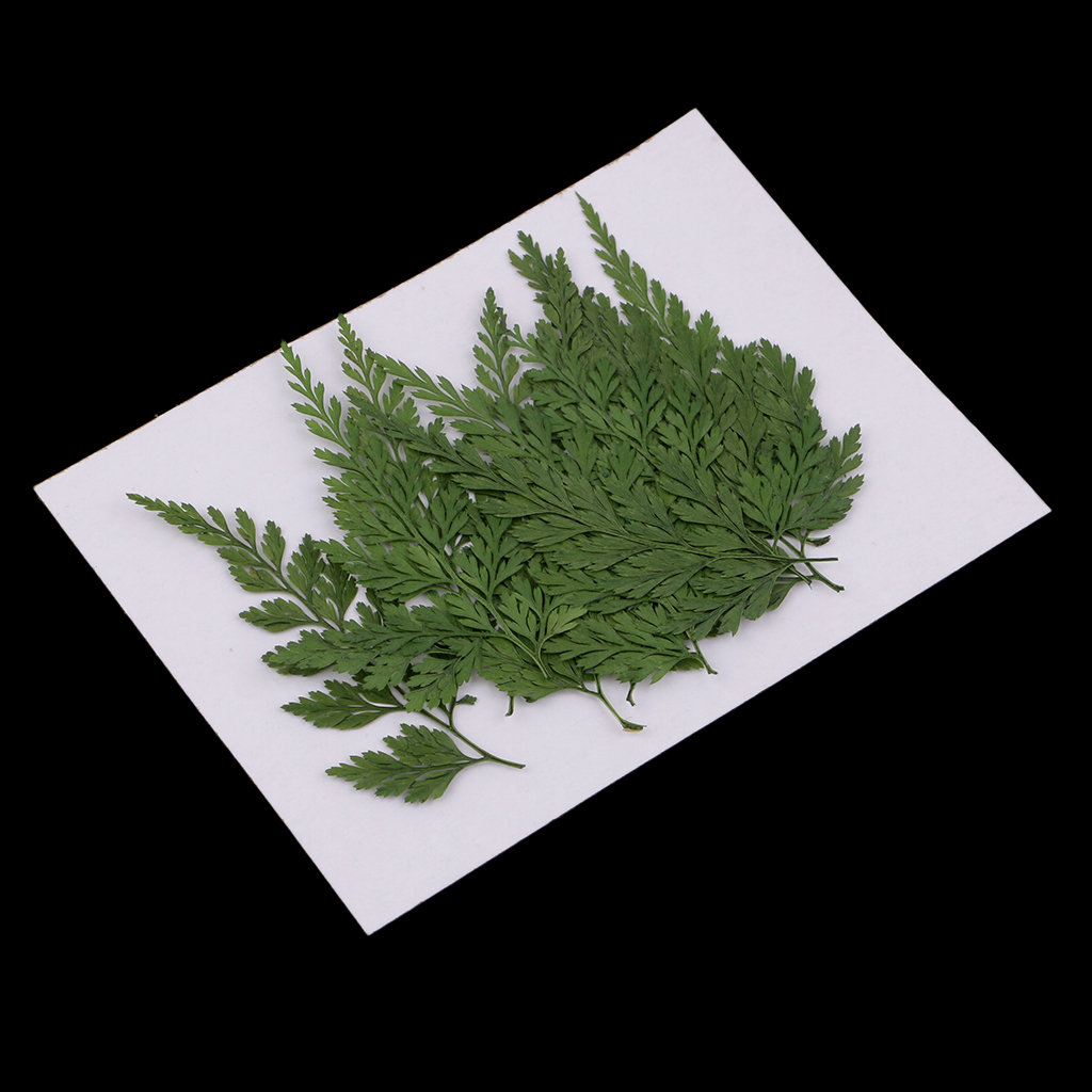 12 Pack Pressed Leaves Natural Dried Flowers for Scrapbooking Card making DIY Art Craft - 5 - 6cm / 1.97 - 2.36