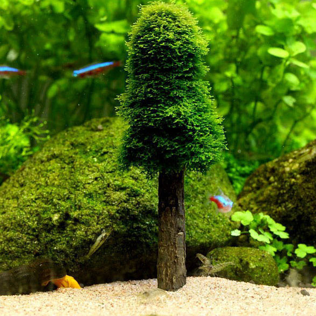 Moss Tree - Aesthetically Beautiful Plants for Aquarium Fish Tank Fishes Shrimp