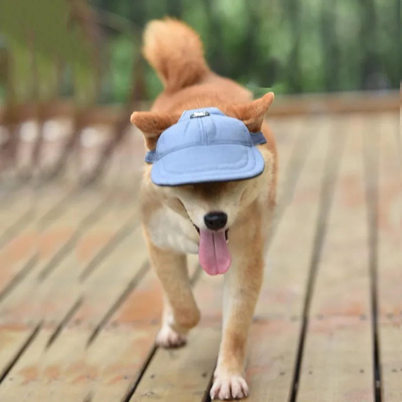 Un perro Shiba Inu caminando sobre una plataforma de madera. El perro lleva una gorra de béisbol azul, lo cual es una vista divertida y adorable. La lengua del perro está fuera, lo que sugiere que podría estar jadeando o simplemente disfrutando el momento.