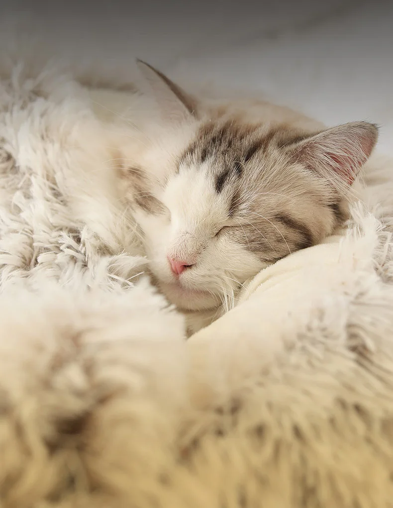 camas e tapetes para gatos