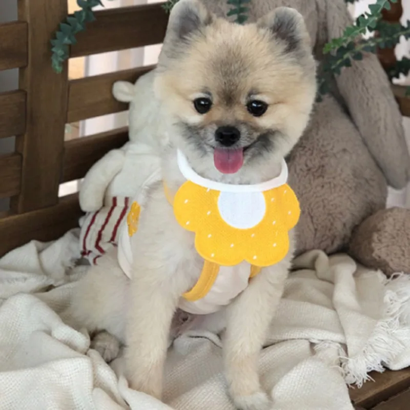 Un perro pequeño, que parece un pomerania, sentado sobre una manta. El perro lleva un collar amarillo con estampado de flores. Al fondo hay un animal de peluche que parece un osito de peluche y algo de vegetación, posiblemente una planta.