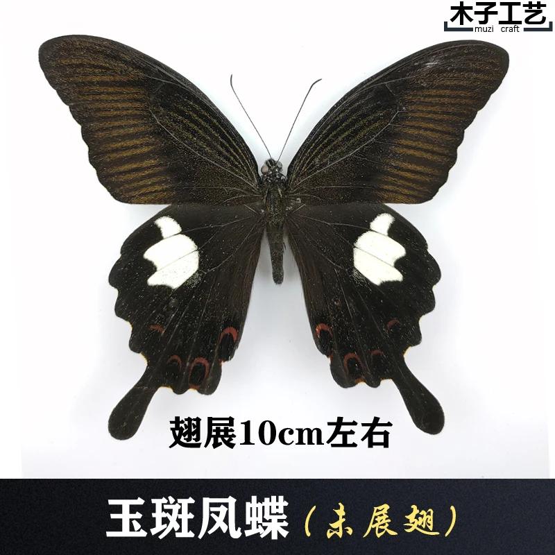 Real Butterfly Specimen Insect Specimen Teaching Specimen DIY Self-sealing Bags Optional Varieties  home accessories