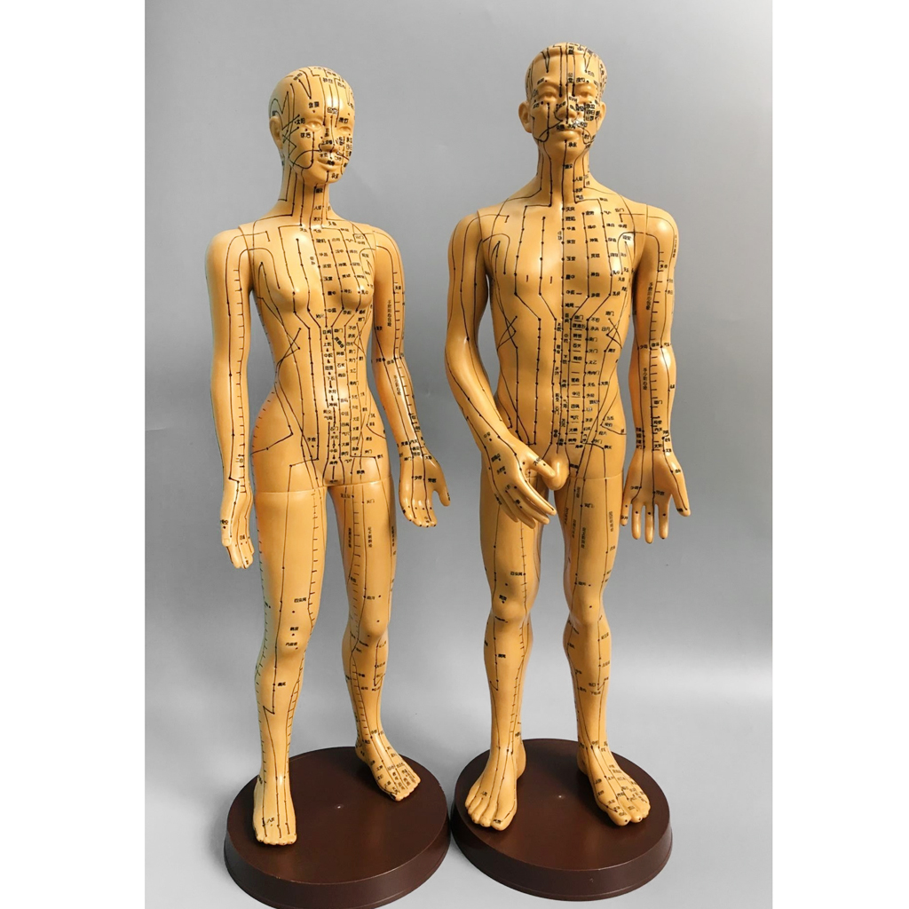 Model Of Human Man Marked With Acupuncture Points Meridian Display