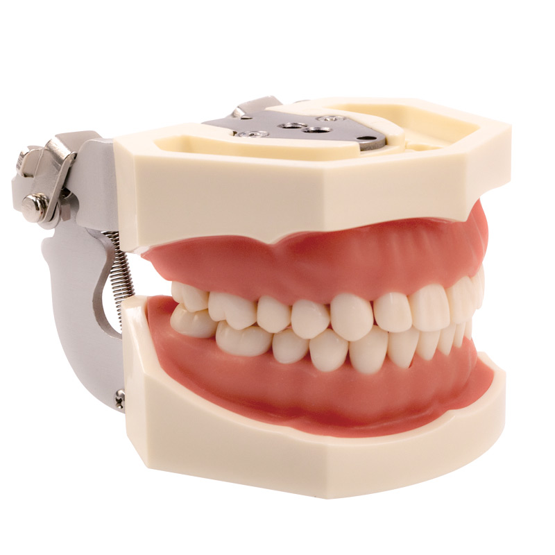 Best of Dental Model Teeth Model Gum Teeth Teaching Model Standard Dental Typodont Model Demonstration With Removable Tooth 200H Reviews & Tips