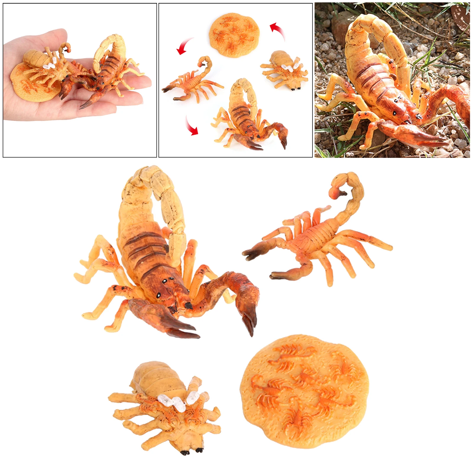 Kids Simulation Scorpion Life Cycle Model Action Toy & Preschool Prop Yellow