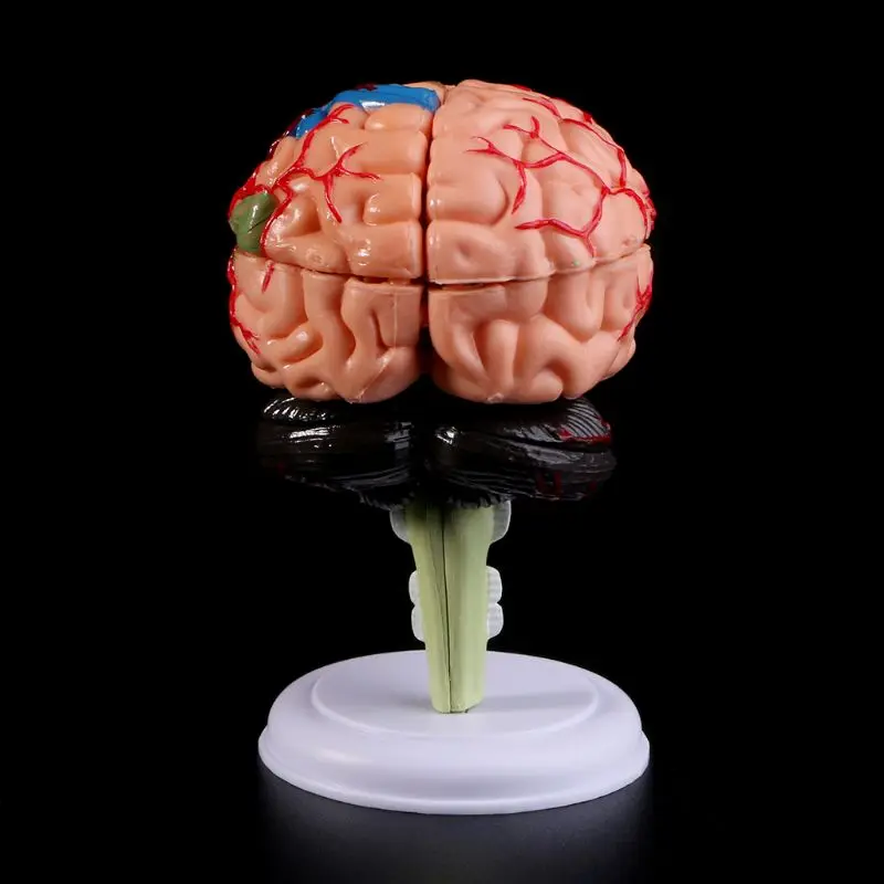 modelo anatômico do cérebro ferramenta de ensino de esculturas de uso escolar