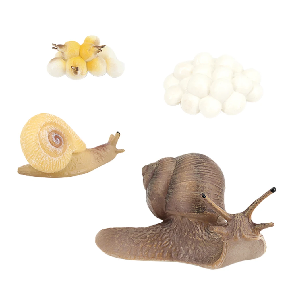 Realistic Lifelike Life Cycle Figurine of a Snail Growth Cycle Insect Animals Action Figures Educational Biology Science Toy