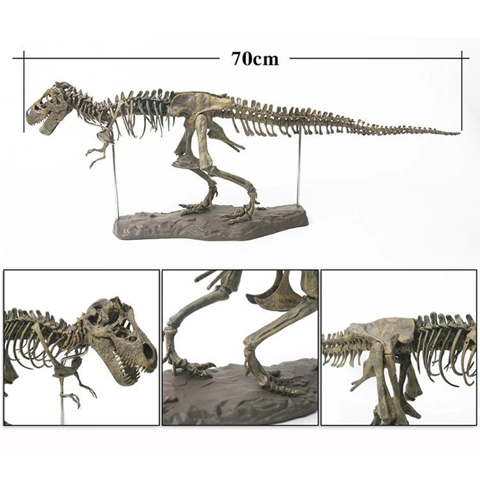 4D Dinosaur Skeleton Model Display Bones Skeletons Figurine Living Room Office Decor