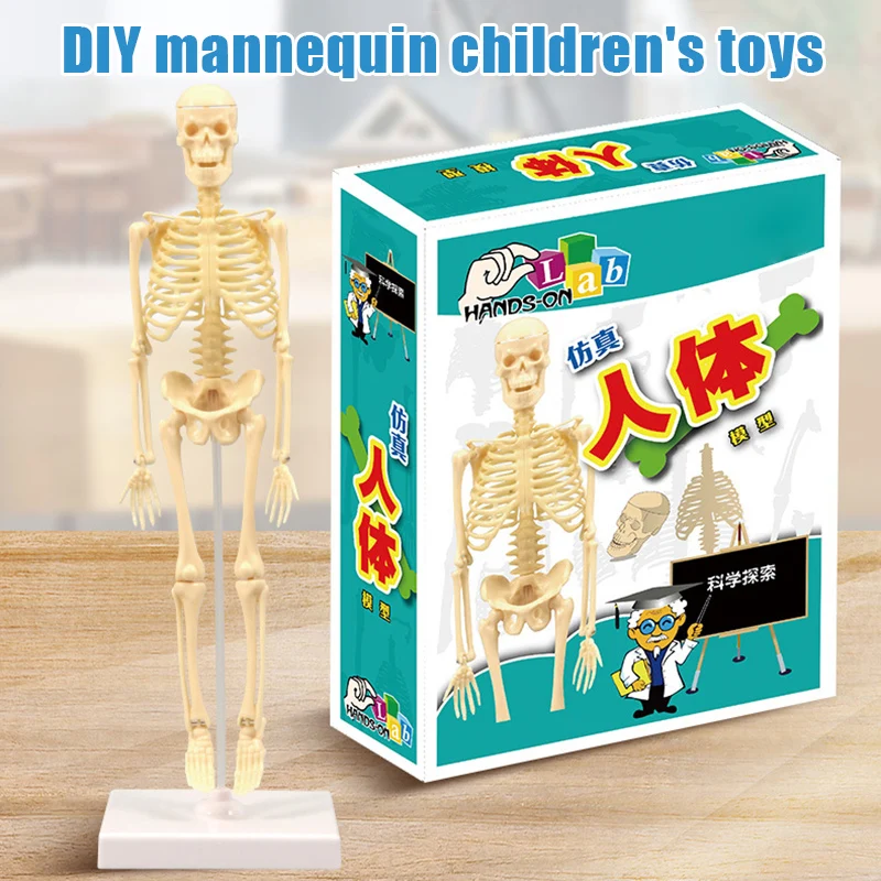 pcs esqueleto modelo modelo em miniatura de fácil de manipular recursos anatômico esqueleto humano modelo de ensino médico